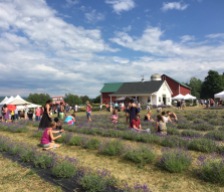 My first ever Fingerlakes Lavender Festival at Lockwood Farms, beautiful place!